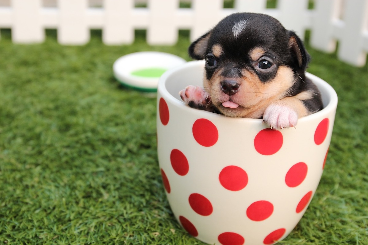 A baby teacup Chihuahua in a mug