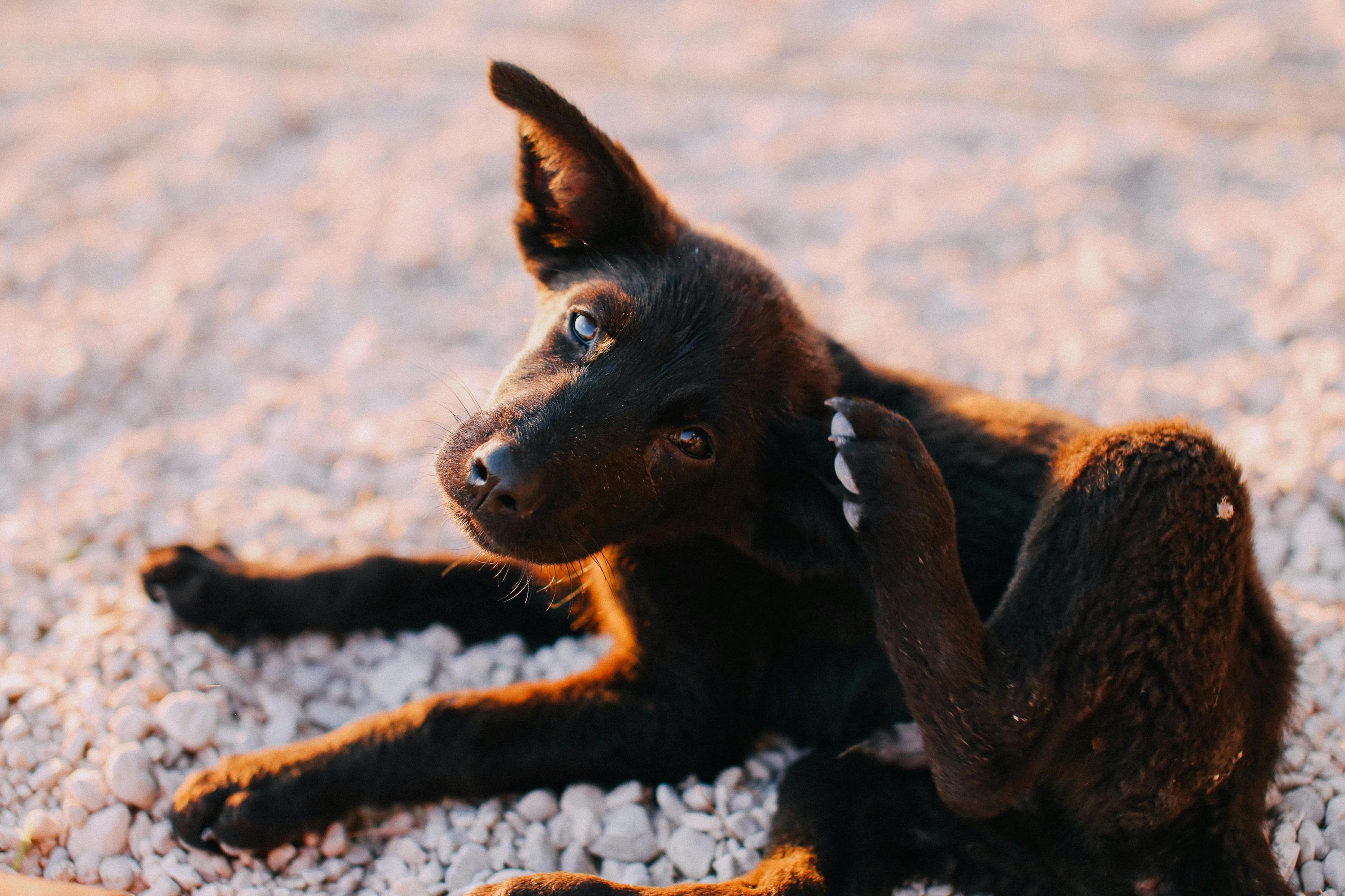 A brown puppy scratching its ear