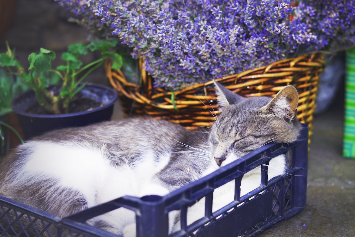 Sleeping cat in a box next to lavender
