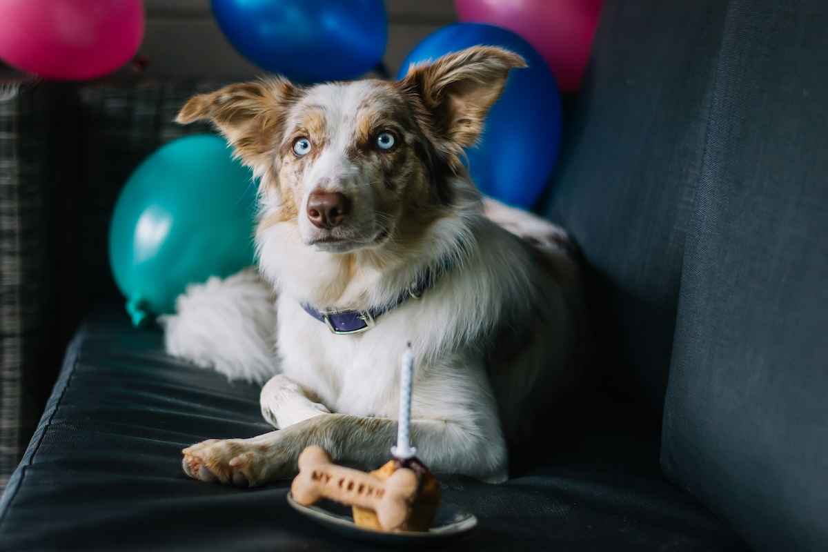 A dog sits on a couch surrounded by balloons to eat cake