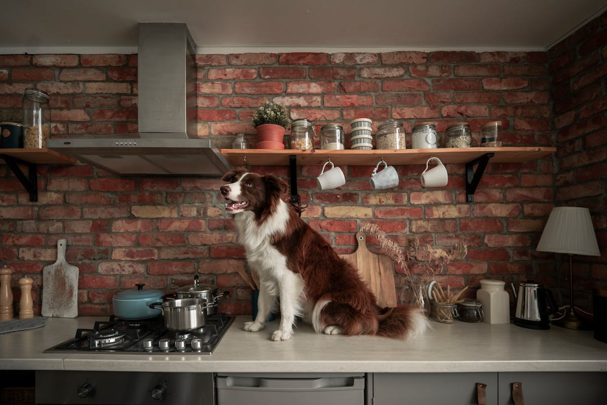dog sitting on a kitchen counter with brick wall in background