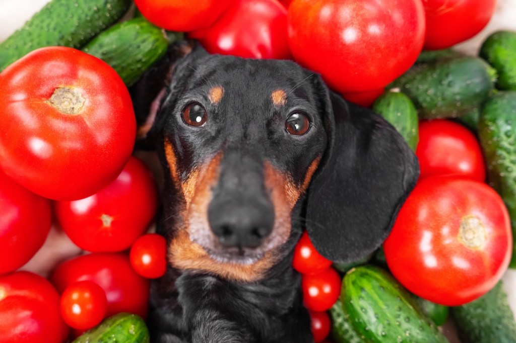 Funny dachshund dog lies covered with pile of fresh ripe tomatoes and cucumbers, top