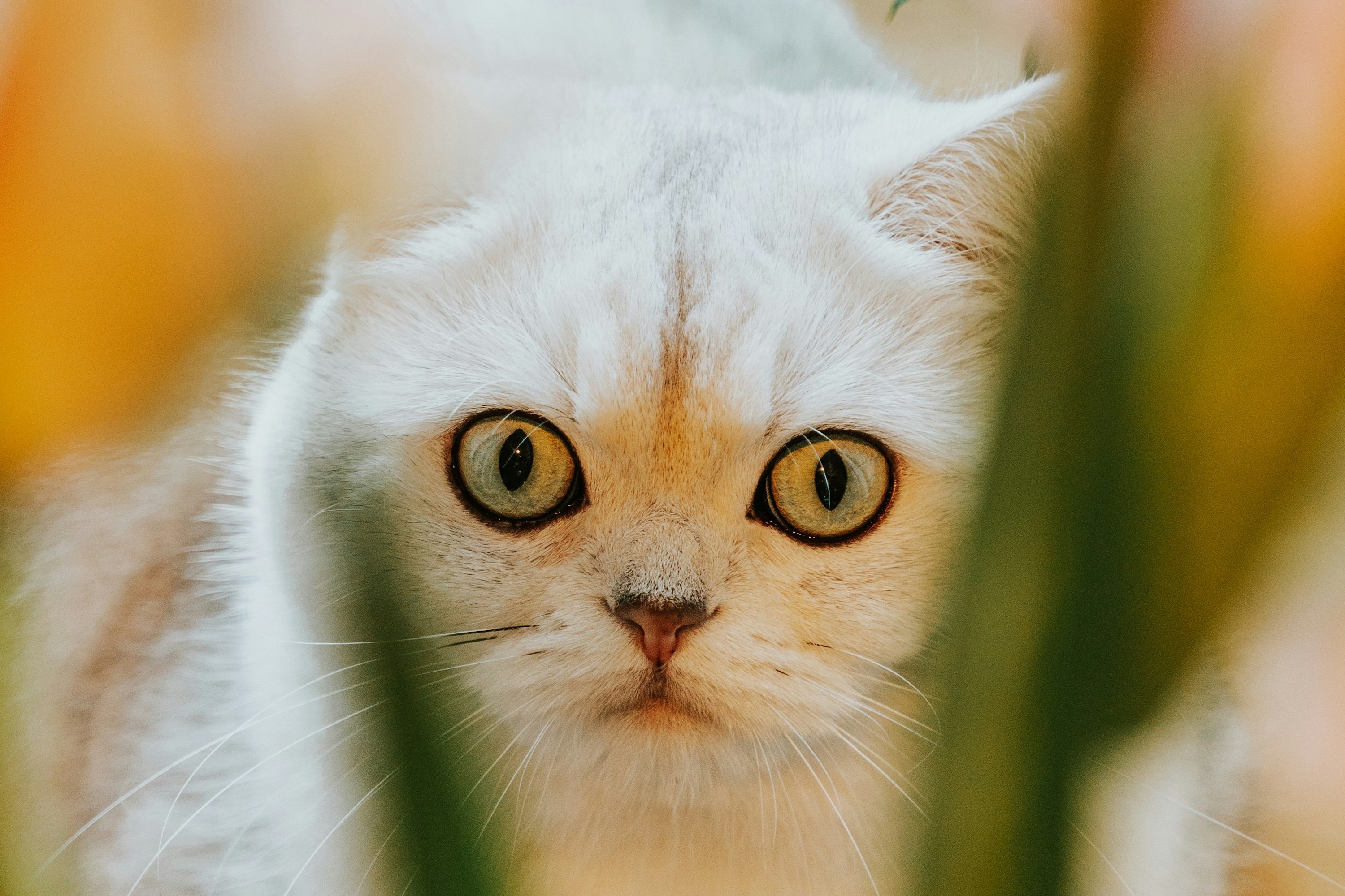 A fluffy white cat with wide open eyes