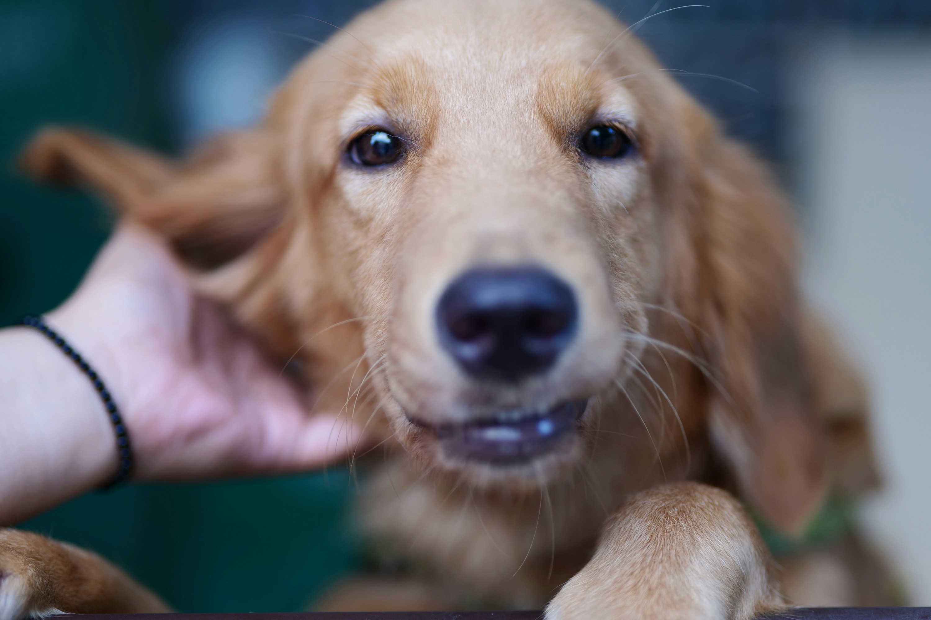 A person's hand scratches a Golden Retriever's ear