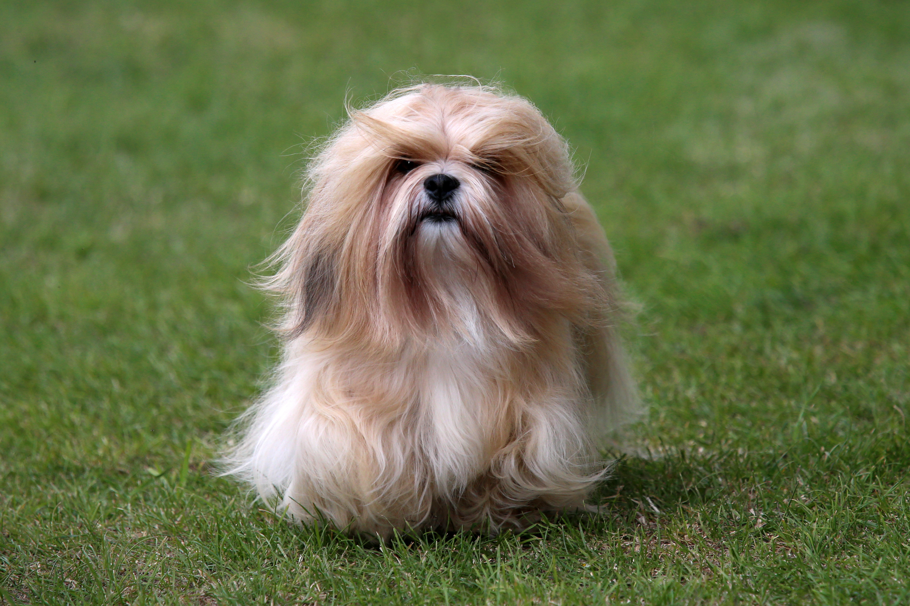 A long-haired Lhasa apso