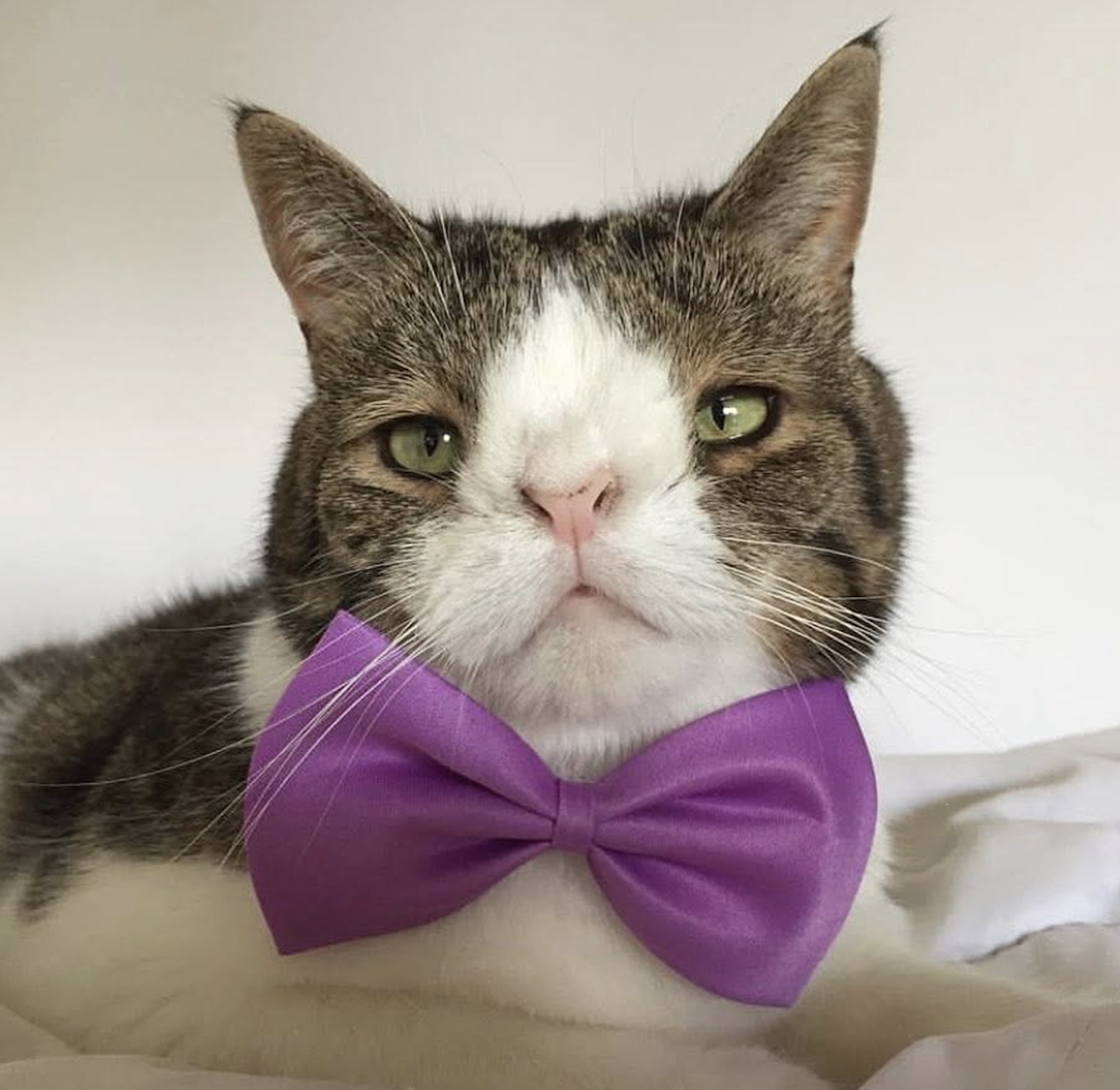Monty the domestic shorthair cat wearing a purple bow tie