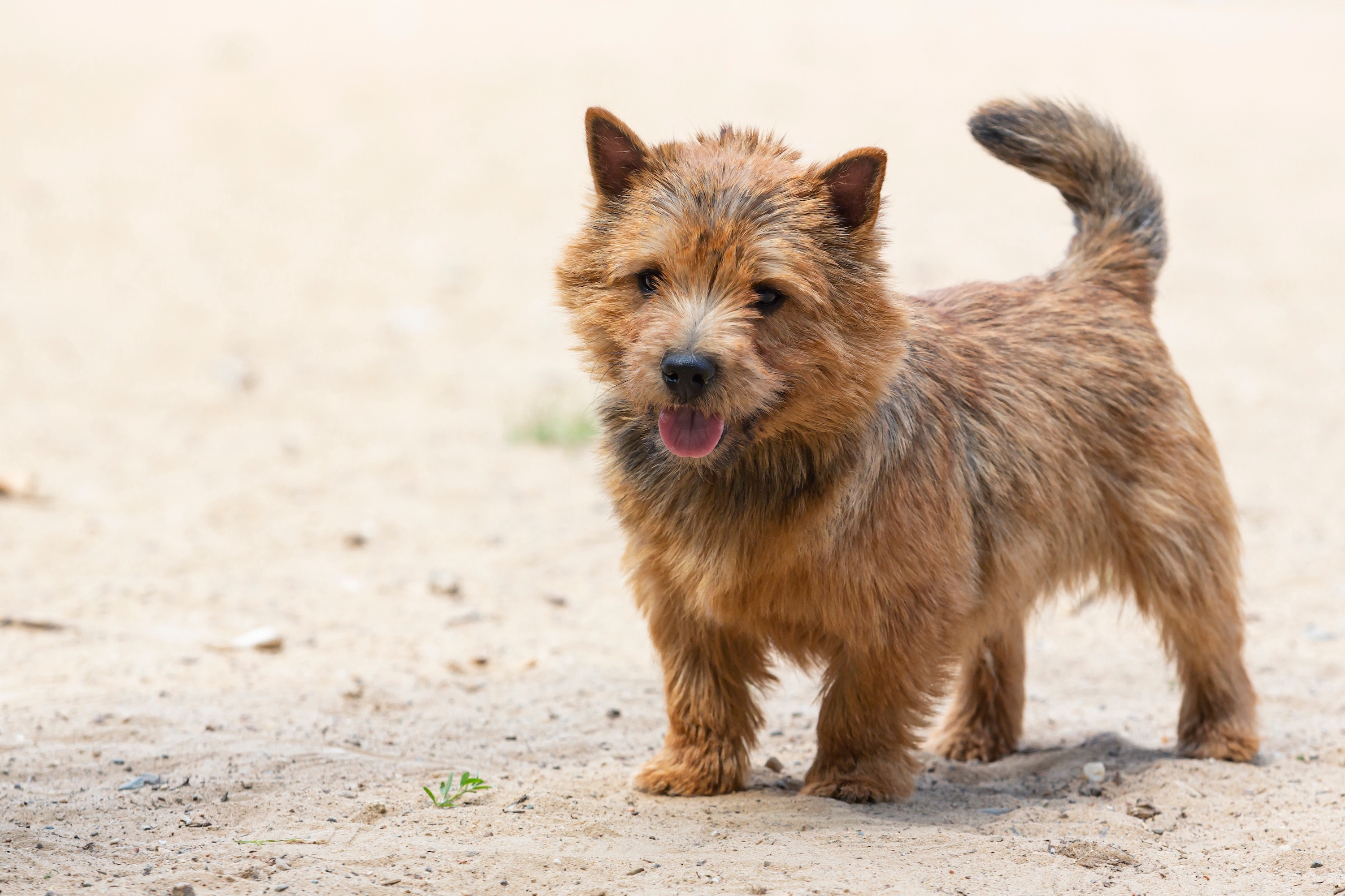 A Norwich terrier standing on sand
