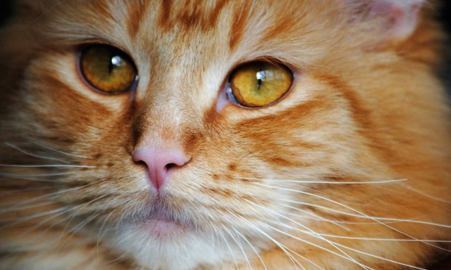 Orange cat close-up of face