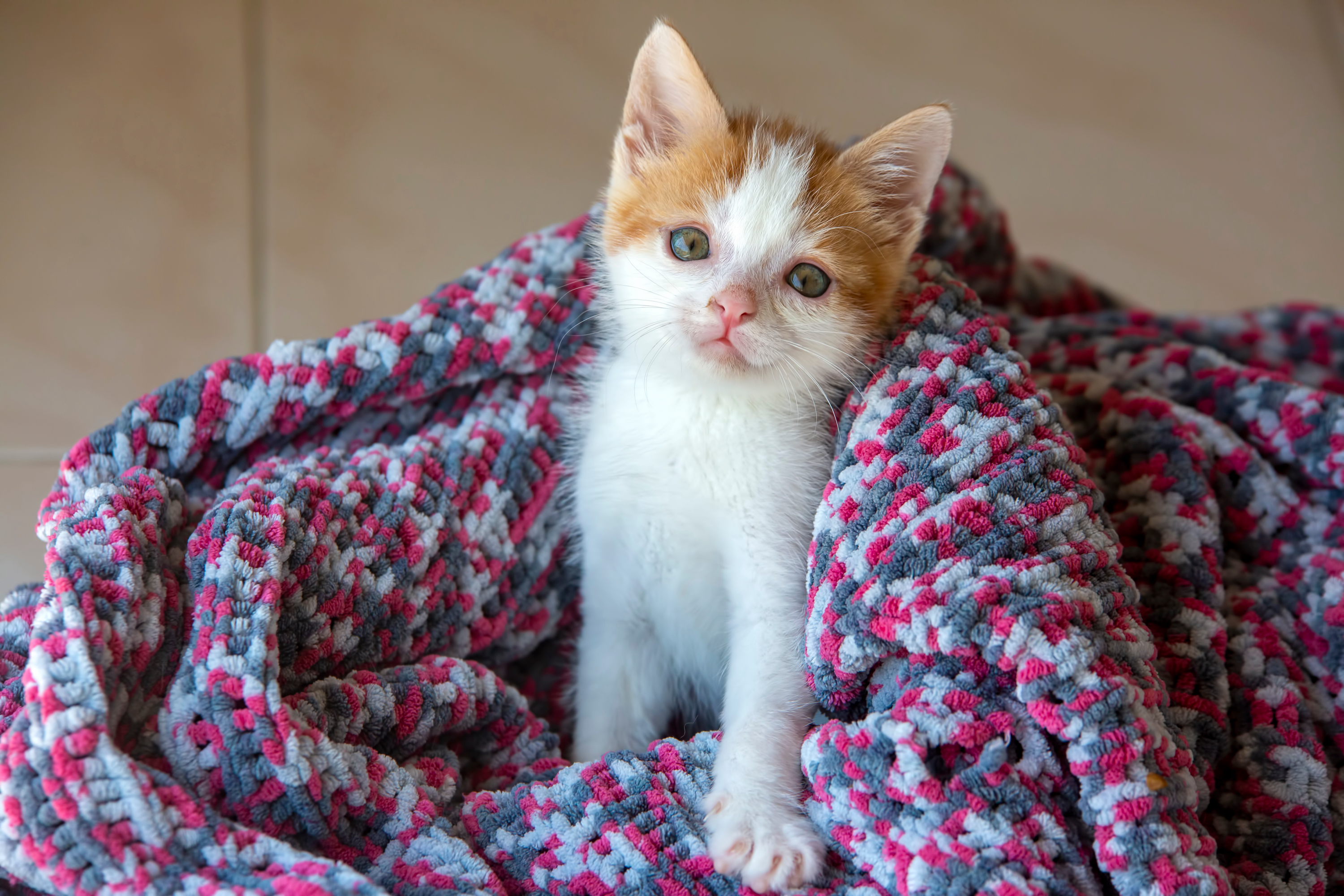 An orange and white kitten in a blanket