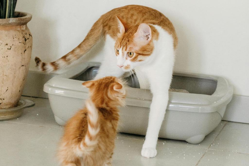 A white and orange cat steps out of a litter box and greets an orange kitten