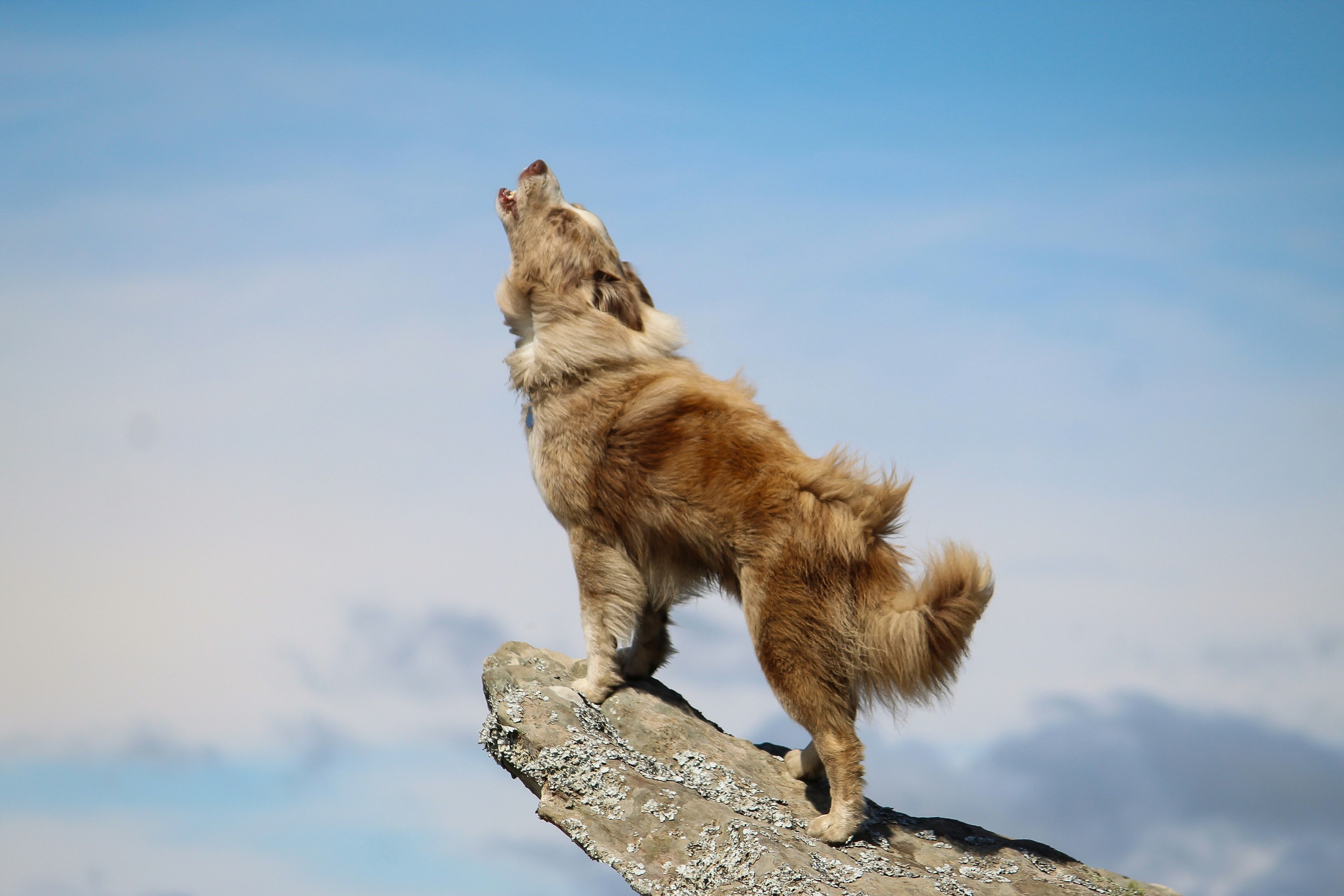 A red Border Collie stands on top of a rock and howls