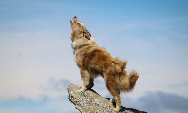 Red border collie dog howling