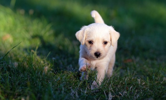 A white puppy romps in the grass