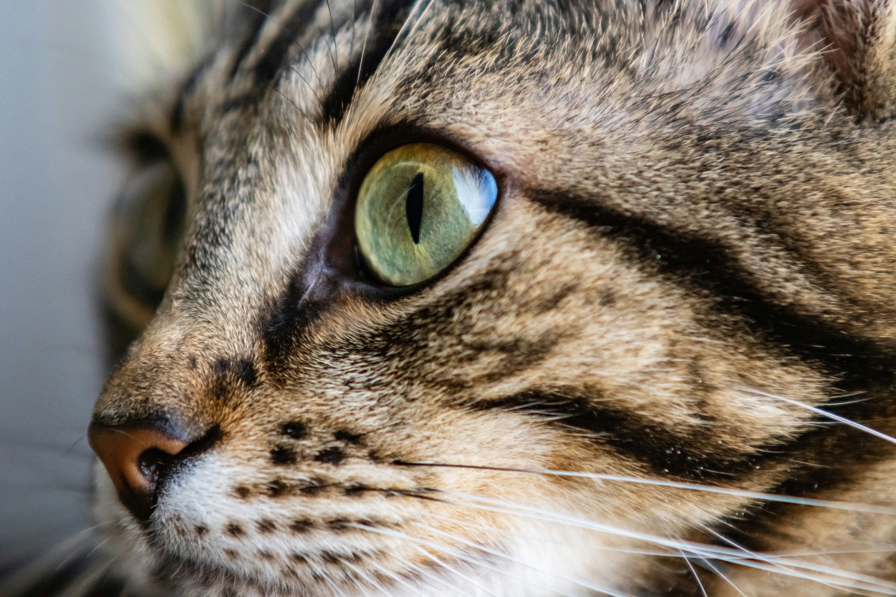 A close up of a tabby cat with green eyes