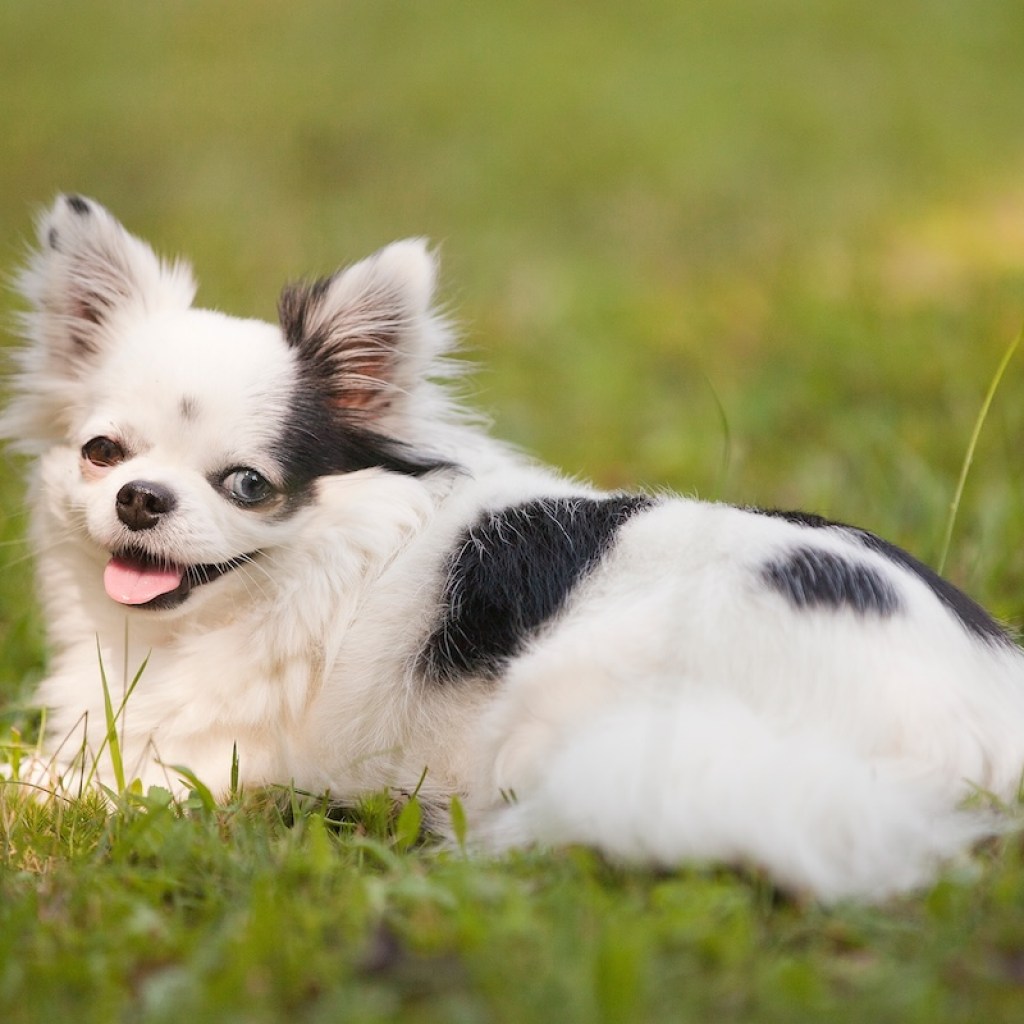 Long-haired white and black teacup Chihuahua with one brown eye and one blue eye outside on the grass in the summertime