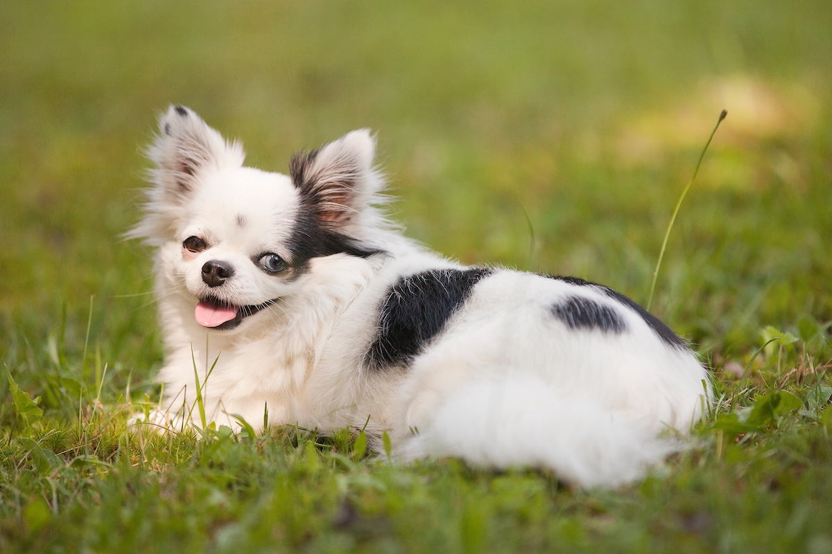 Long-haired white and black teacup Chihuahua with one brown eye and one blue eye outside on the grass in the summertime