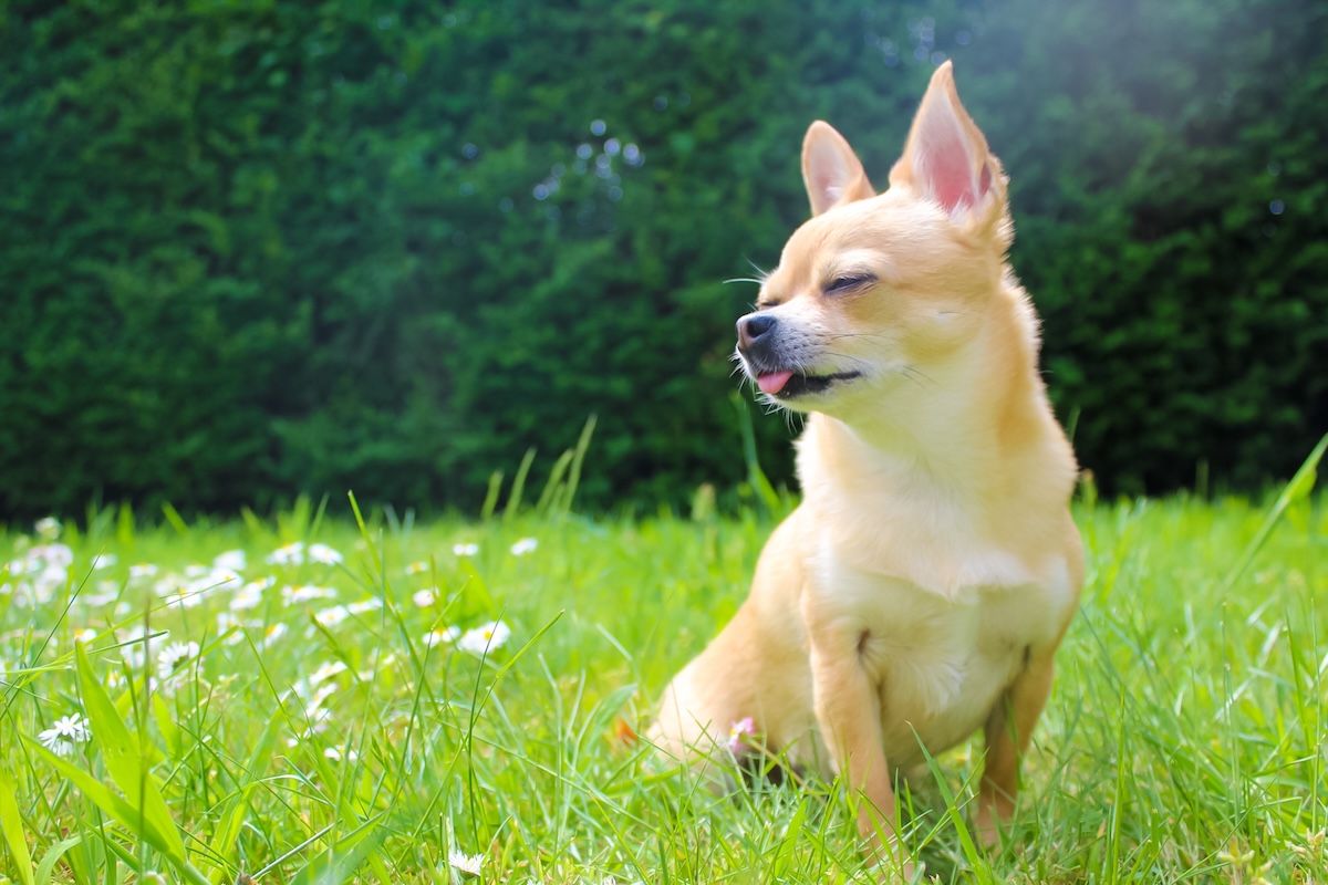Wonderful teacup Chihuahua enjoys the sunshine in the garden
