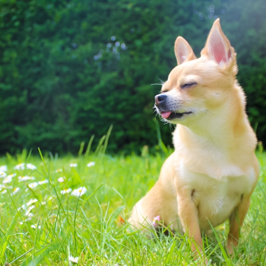 Wonderful teacup Chihuahua enjoys the sunshine in the garden
