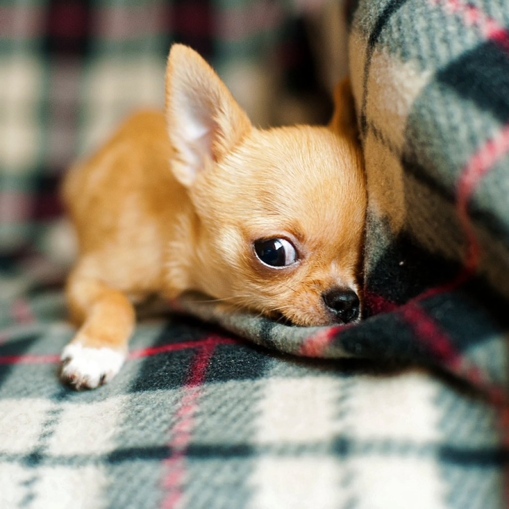 A teacup Chihuahua lies on a blanket