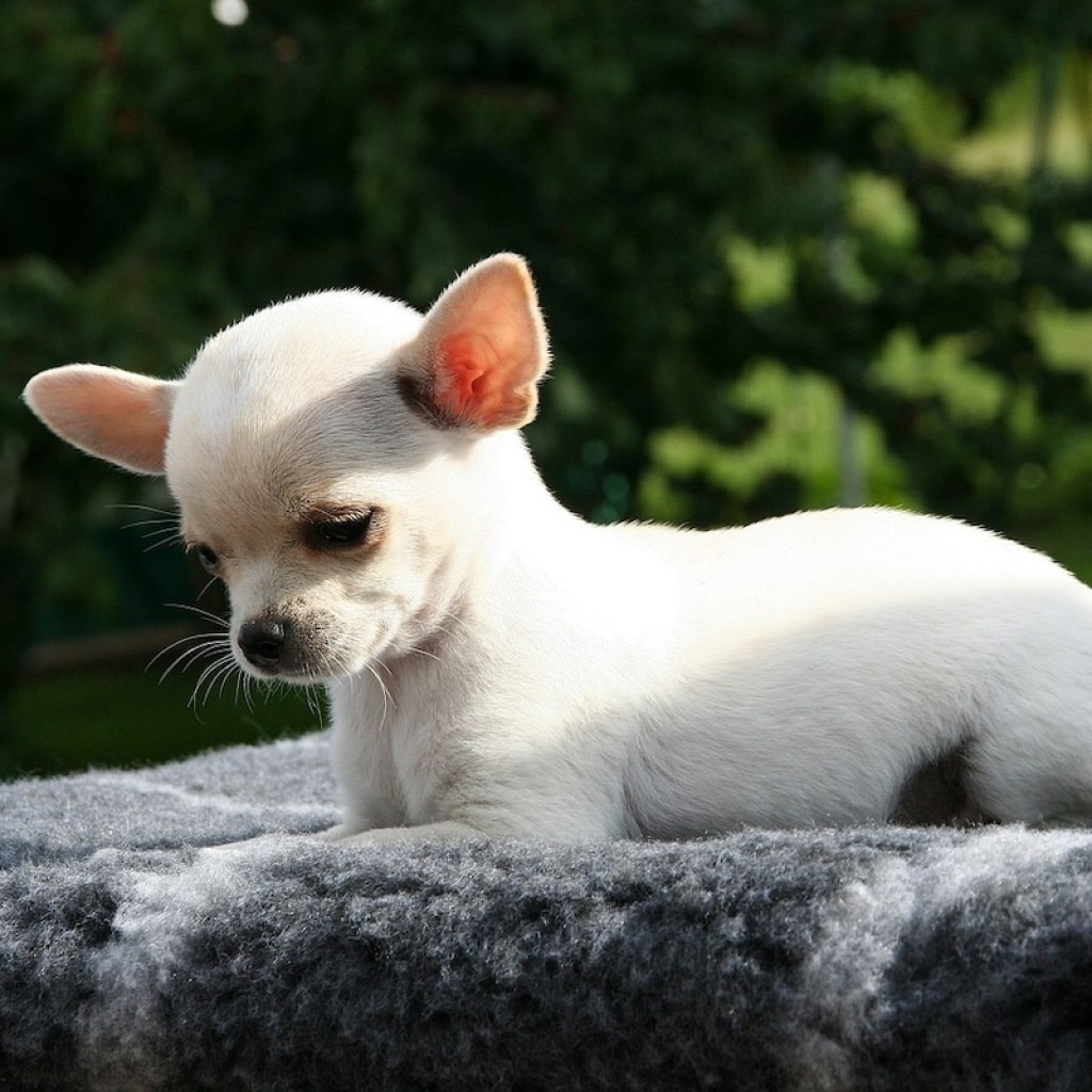 A tiny Chihuahua outside on a rug