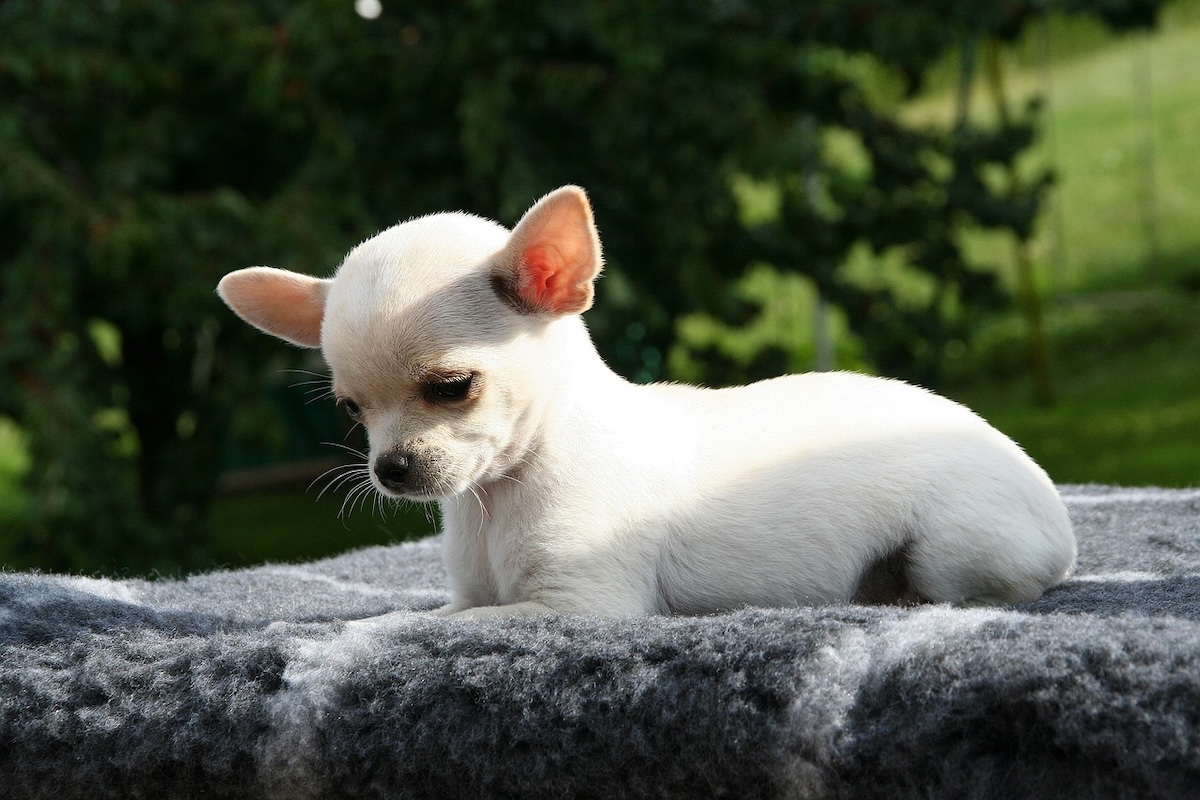 A tiny Chihuahua outside on a rug