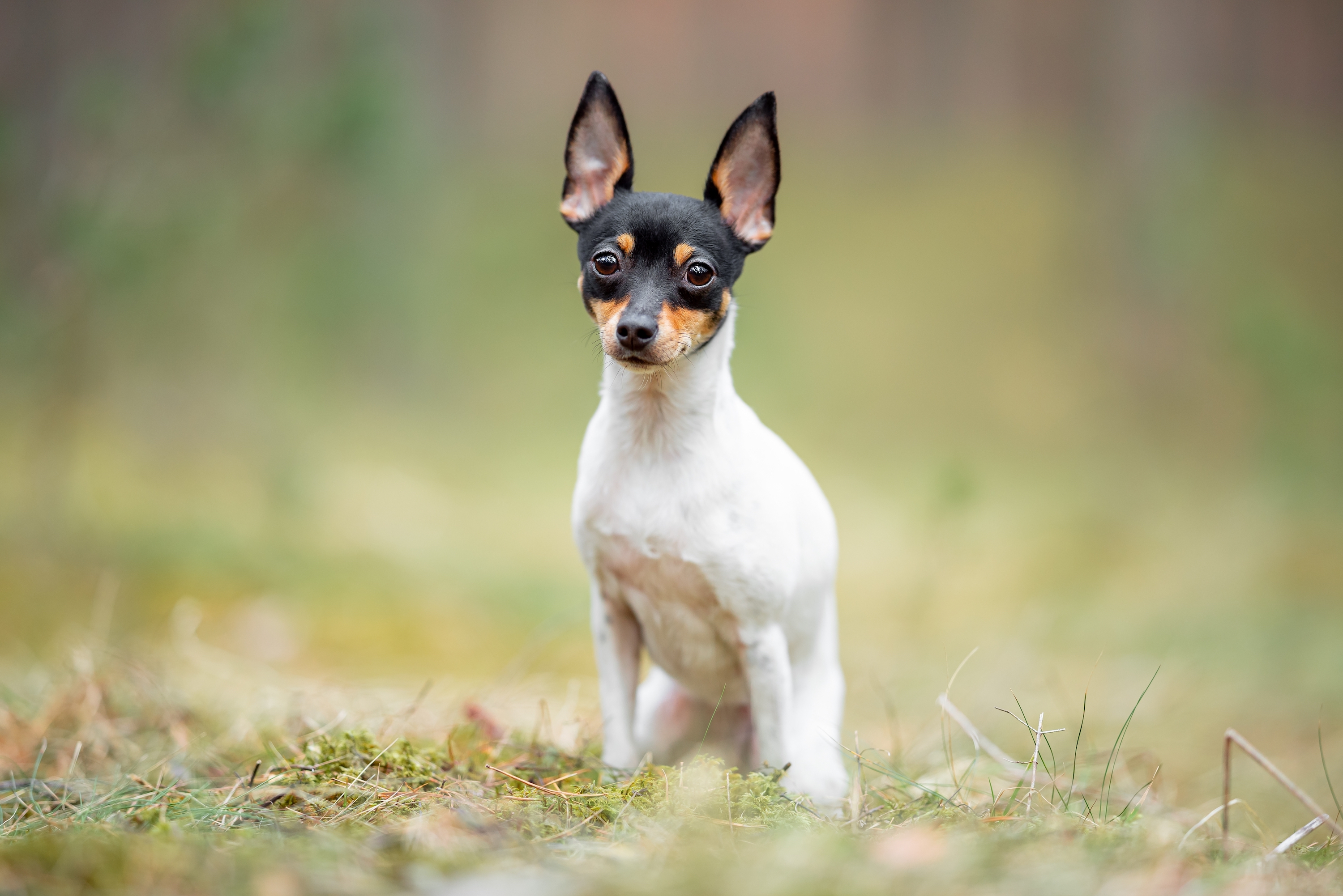 A toy fox terrier sits on the grass