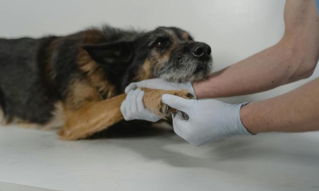 A vet examines a dog's paw