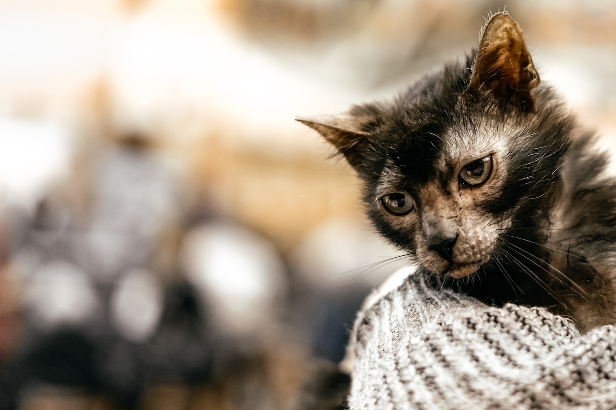 A lykoi cat being held