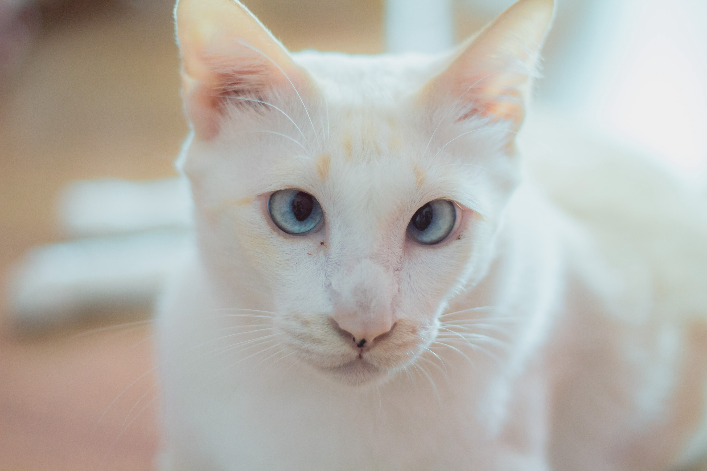 A white cat with blue eyes