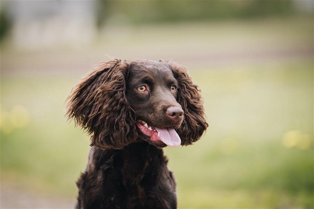 A portrait of an American watersSpaniel