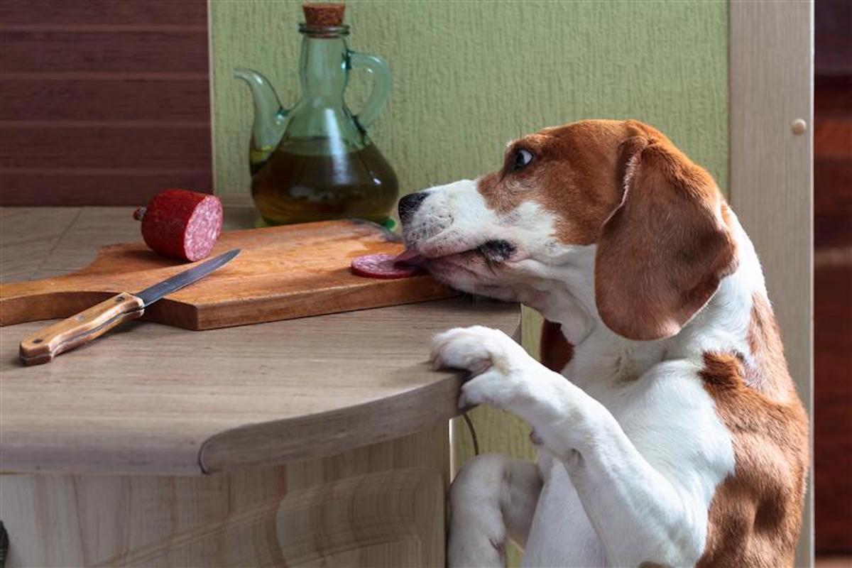 A Beagle licks a slice of salami on the counter