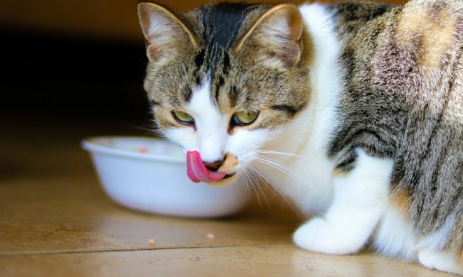 Cat licking lips after eating