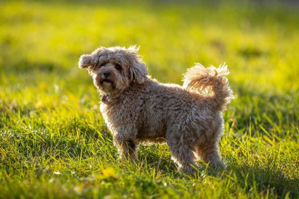 a cavapoo dog in grass turning around
