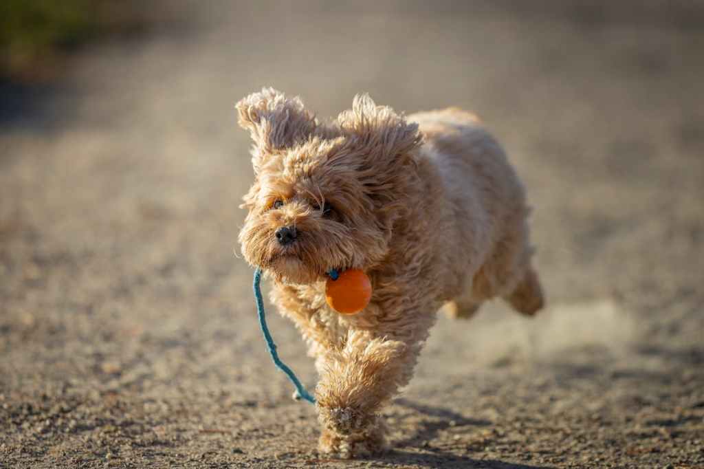 off-leash cavapoo dog on the beach with an orange ball