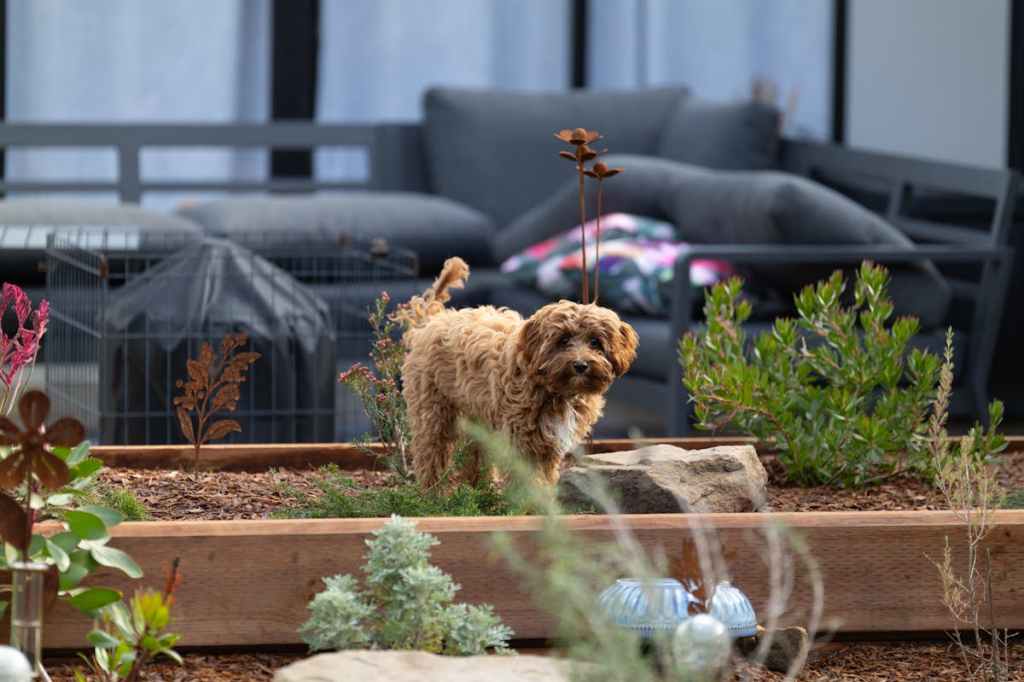 a cavapoo in a raised bed garden