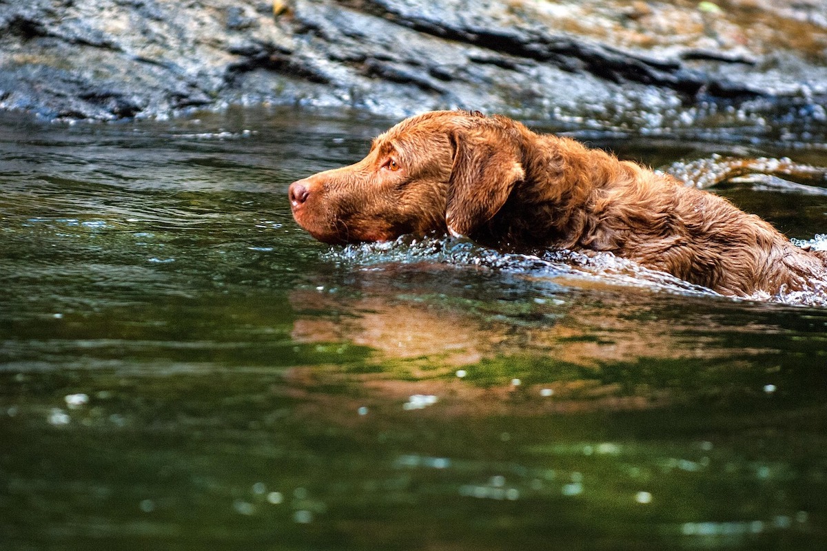 A Chesapeake Bay retriever swims in the water