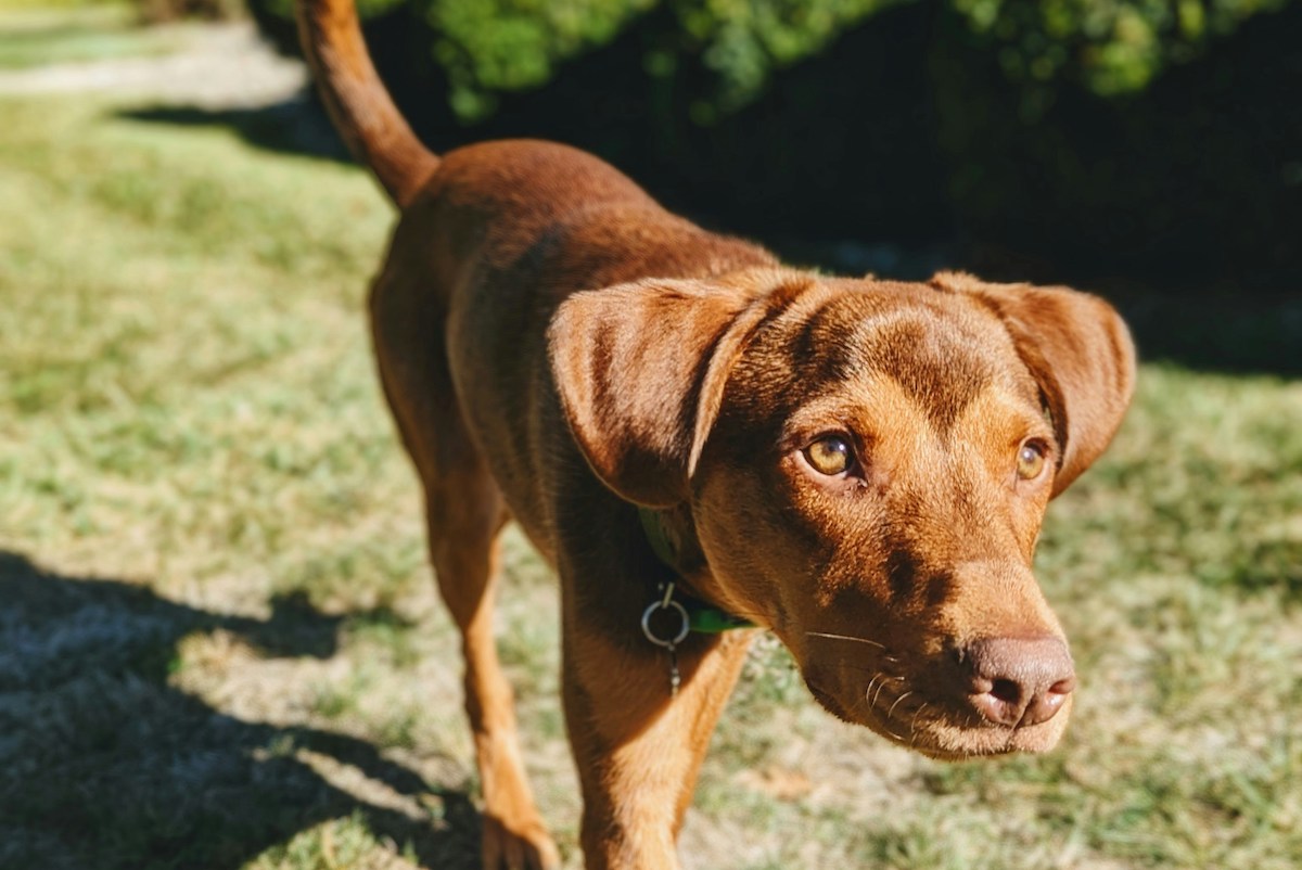 A coonhound dog walks in the sunshine