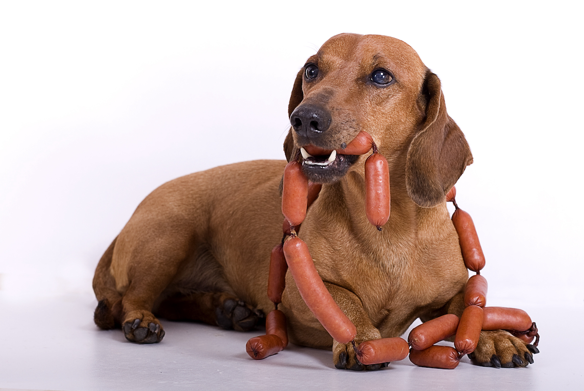 A dachshund dog eats a sausage