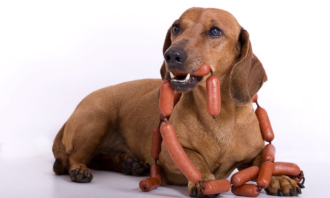 A dachshund dog eats a sausage
