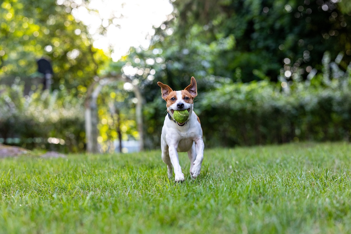 A Danish–Swedish Farmdog carries a tennis ball in it's mouth towards the camera with both ears at attention