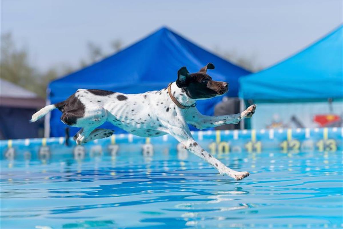 A German shorthaired pointer jumps into a pool