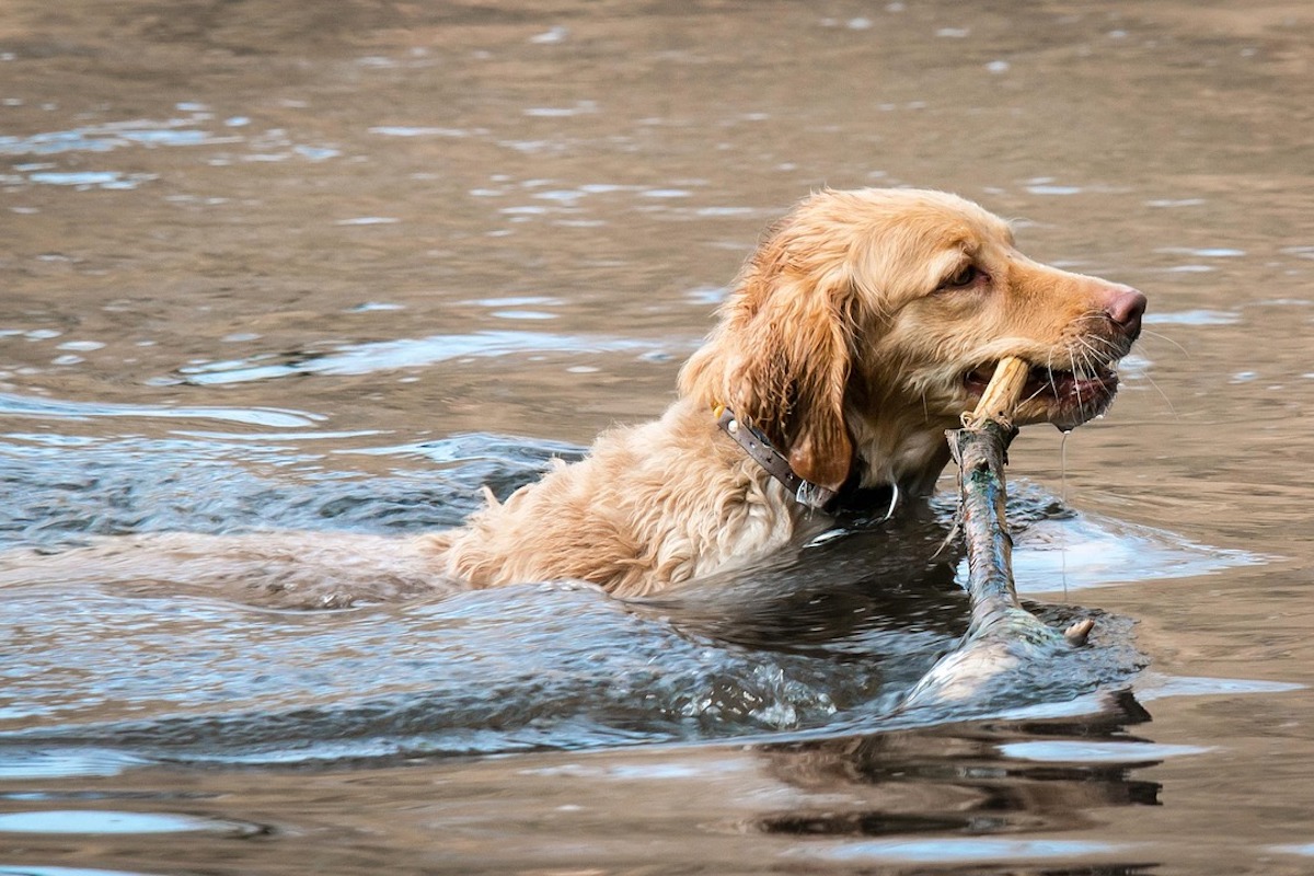 A Golden Retriever swims with a stick in their mouth