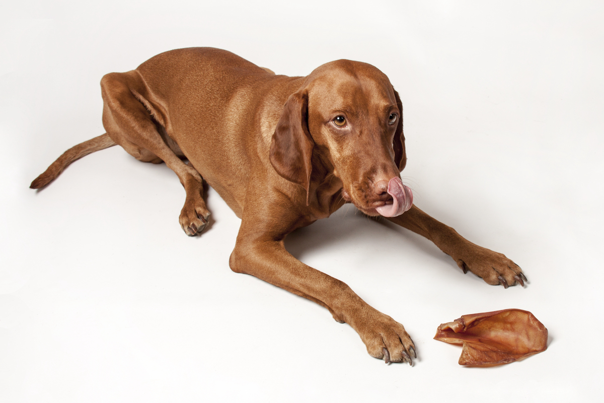 A Vizsla licks his lips while lying next to a pork chop