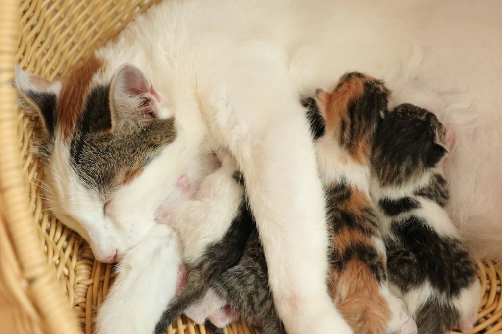 Mother calico cat nurses kittens