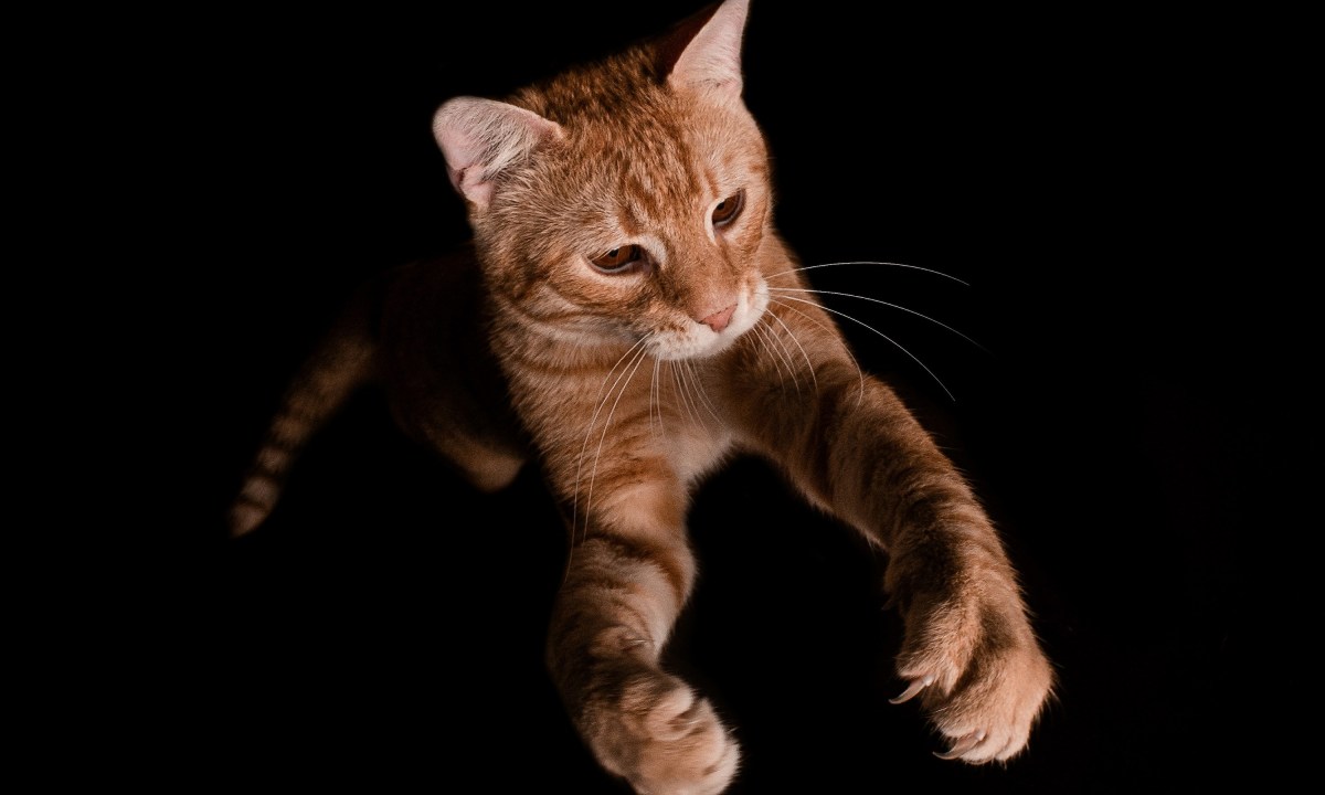 An orange cat jumping out of darkness