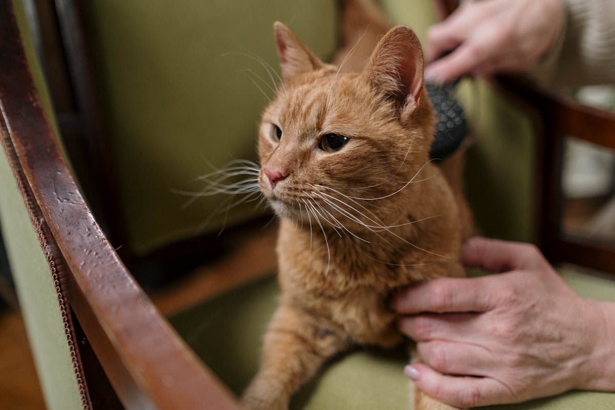 An orange cat at the vet