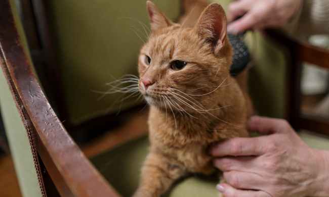 An orange cat at the vet