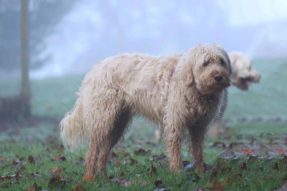 Two otterhounds stand in a misty forest