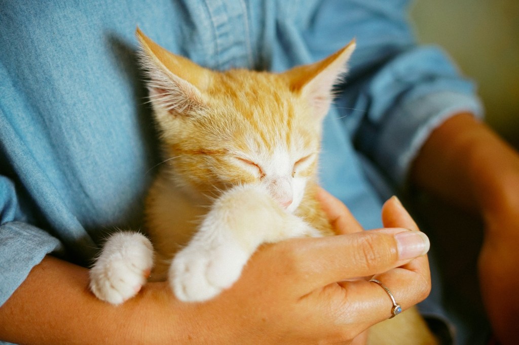 A person wearing a blue shirt holds an orange tabby cat