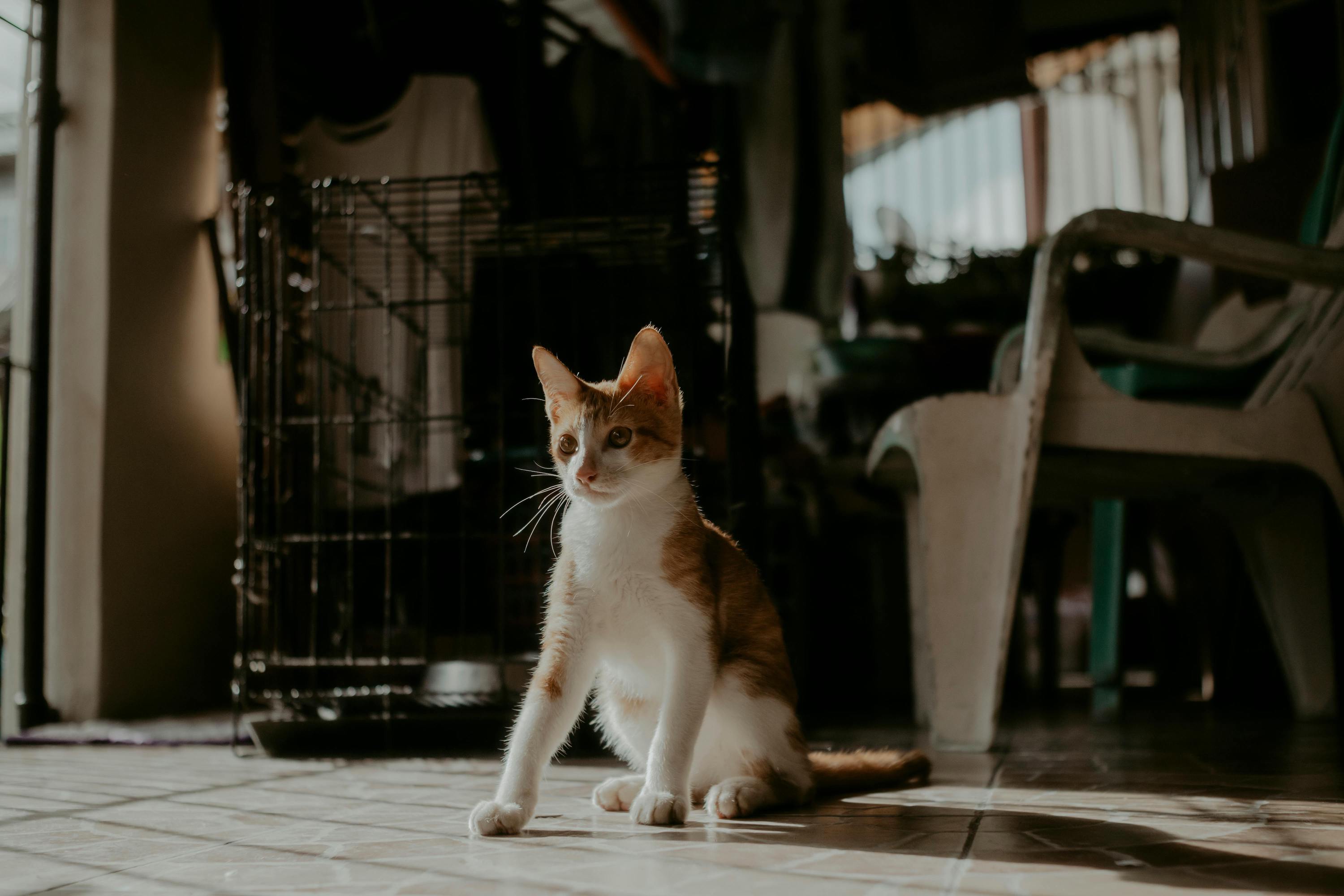 A white and orange cat sits in front of a crate and carrier